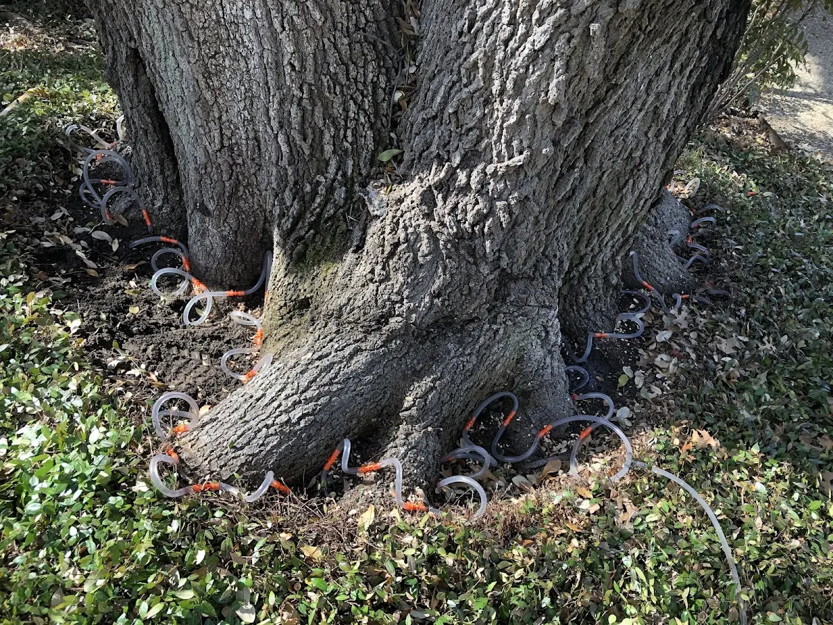 Detailed Shrub and Hedge Trimming job site in Eola