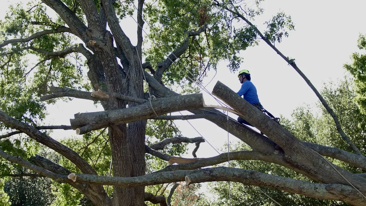 Professional Crown Thinning performed by certified arborists in Eola