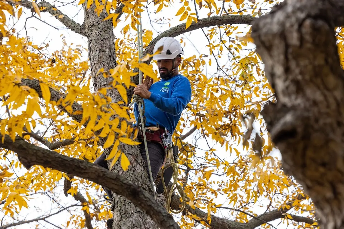 Skilled Tree Planting crew working in Eola